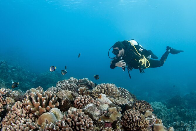 1 Afternoon Dive for Certified Divers in Bora Bora - Pickup from your hotel (or cruise terminal) without the headache