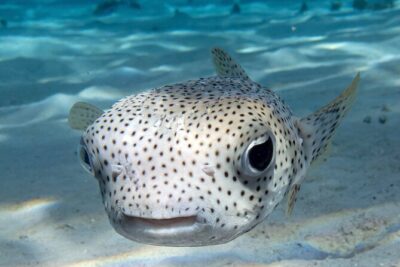 1 Afternoon Dive for Certified Divers in Bora Bora - Gear, Nitrox, and the 18-meter / 60-feet rule