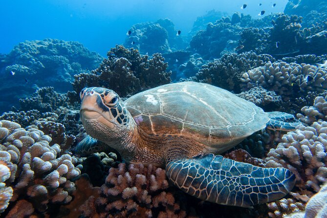 1 Afternoon Dive for Certified Divers in Bora Bora - The crew matters: names you might meet on the boat