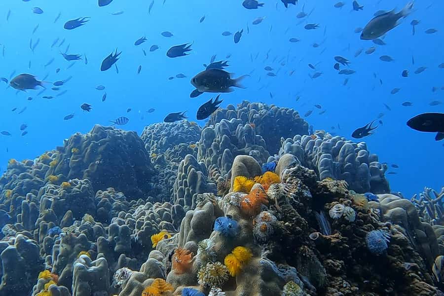 1-Day Discover Scuba Diving for Beginners in Koh Tao - Two different underwater sessions, with a real break between