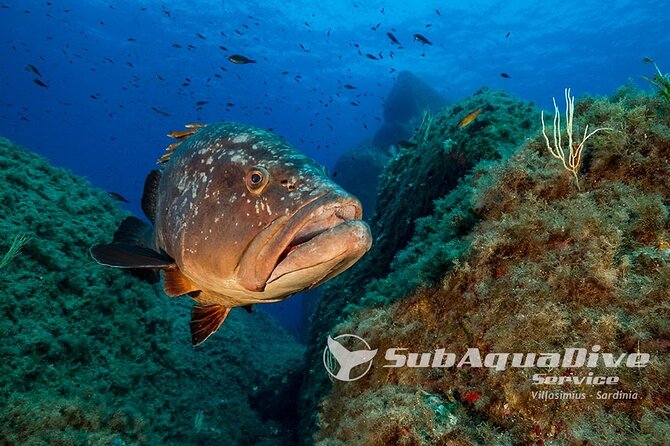 1 single dive in the Capo Carbonara marine protected area. For patented. - Key Things I’d Pay Attention To