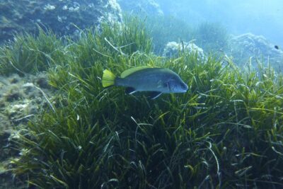 1 single dive in the Capo Carbonara marine protected area. For patented. - The 4-Hour Schedule: Quick, Focused, and Boat-Dependent