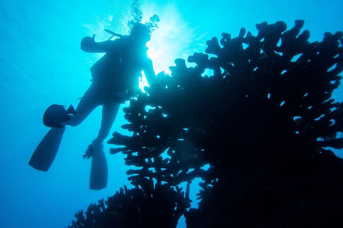 1 Tank Discover Scuba at Koloa Landing with No Experience needed - Key Things I’d Put on Your Radar
