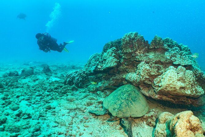 1 Tank Discover Scuba at Koloa Landing with No Experience needed - First-Timer Scuba on Kauai’s South Shore: The Real Deal