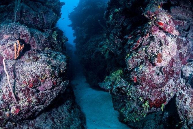 1 Tank Dive for certified divers - What you pay (and what that includes)