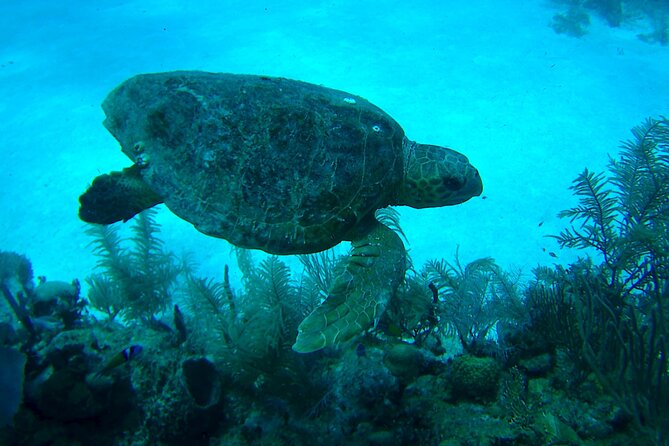1 Tank Dive for certified divers - Who this experience suits best (and who should think twice)