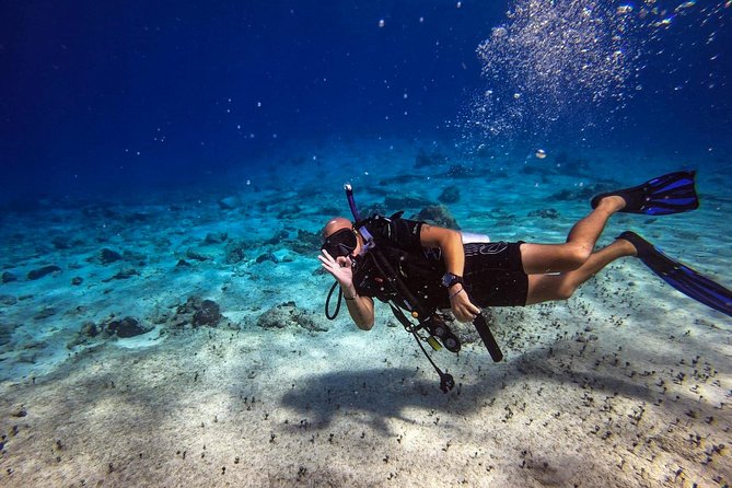 1 Tank Guided Shore Dive Including Equipment - One-tank shore scuba in Cozumel: why this format works
