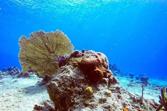 1 Tank Guided Shore Dive Including Equipment - What you’ll see underwater: the species your guide targets