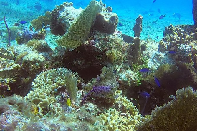 1 Tank Guided Shore Dive Including Equipment - The shallow depth plan: confidence, bottom time, and control