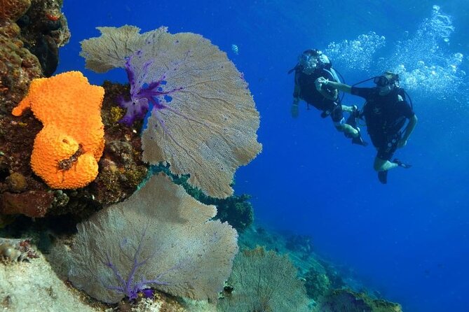 1 Tank Guided Shore Dive Including Equipment - Timing: 1 hour 30 minutes and what that includes