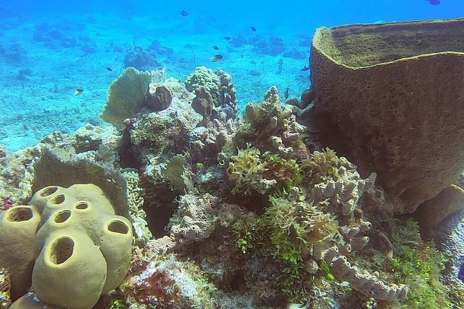 1 Tank Guided Shore Dive Including Equipment - Choppy water happens: staying flexible without losing the day