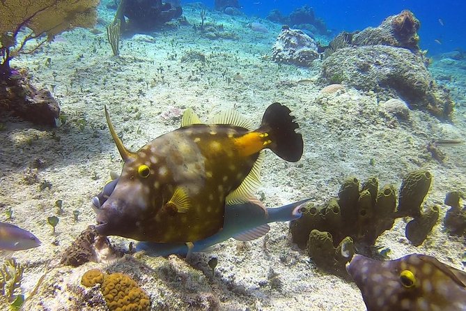 1 Tank Guided Shore Dive Including Equipment - How the guides shape the experience