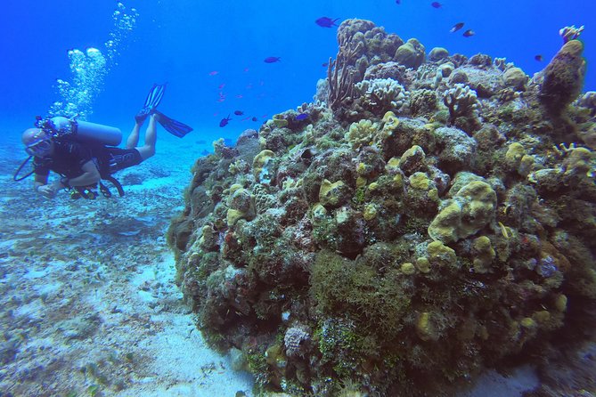 1 Tank Guided Shore Dive Including Equipment - Meeting point and what your morning looks like