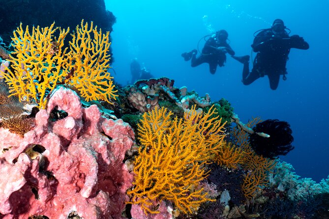 2 Days & 1 Night - 2 Dives in Lembongan/Penida (for certified divers) - The crew: certified instructors, safety focus, and “spotter” skills