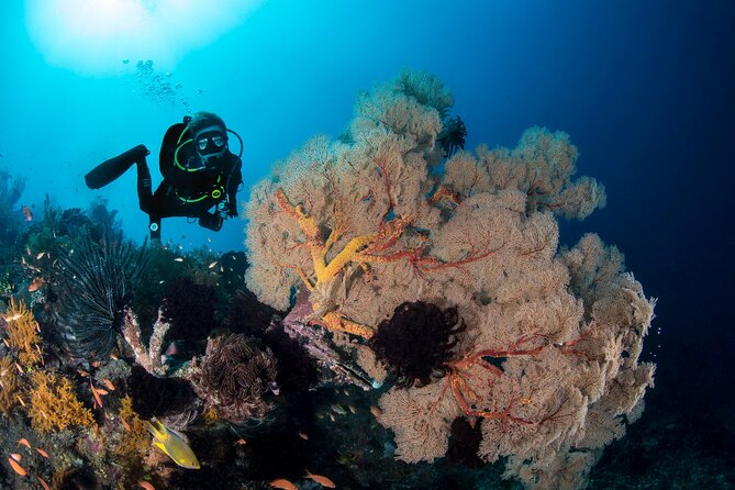 2 Days & 1 Night - 2 Dives in Lembongan/Penida (for certified divers) - Gear and cameras: included equipment, optional underwater souvenirs