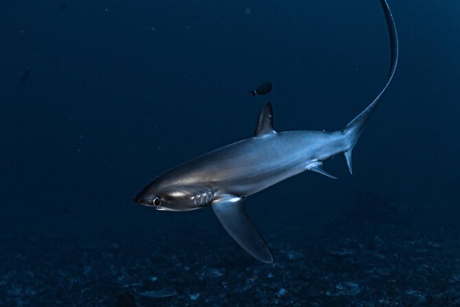 2 Days & 1 Night - 2 Dives in Lembongan/Penida (for certified divers) - The value math behind the $222.45 price