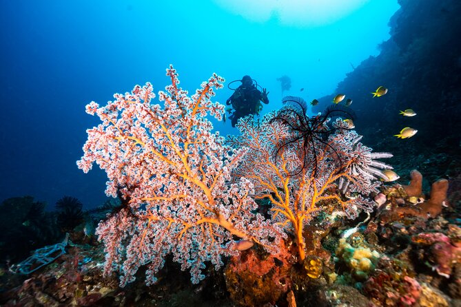 2 Days & 1 Night - 2 Dives in Lembongan/Penida (for certified divers) - Who this scuba package fits best (and who should think twice)