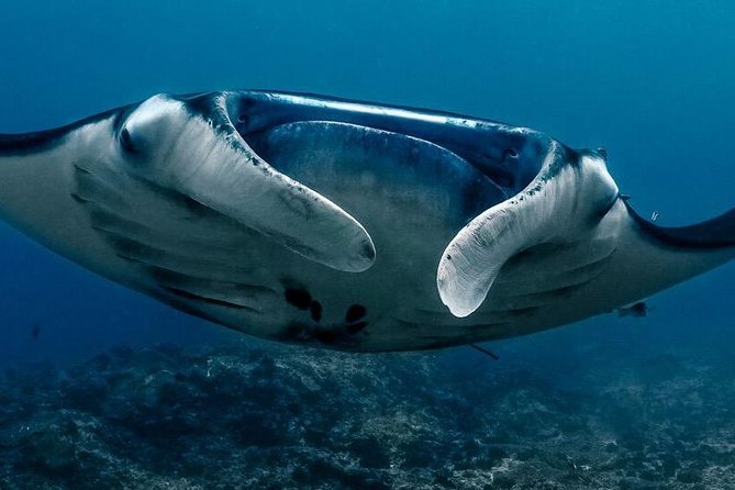 2 Days Discover Scuba Diving in Nusa Lembongan - Scuba Initiation - Key Highlights You’ll Care About