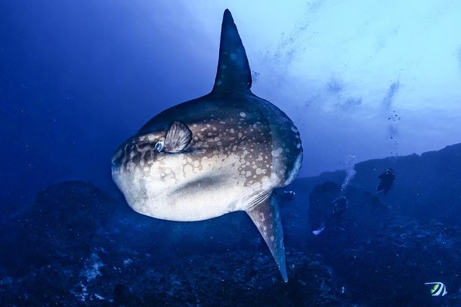 2 Days Discover Scuba Diving in Nusa Lembongan - Scuba Initiation - What You’ll Actually Learn (Beyond the Gear List)