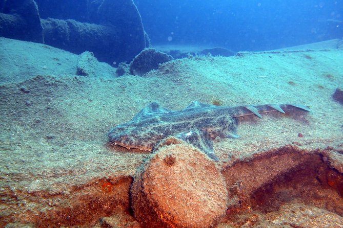 2 Dive Package for PADI Qualified Divers in Gran Canaria - Two Underwater Stops: Reef and Wreck Sites at 16–18m