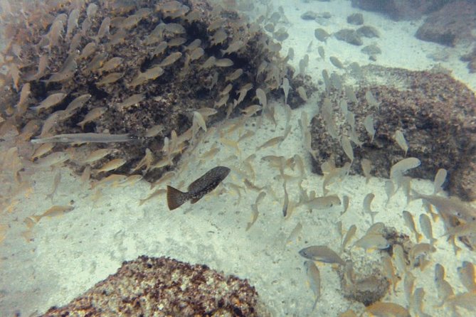 2 Dive Package for PADI Qualified Divers in Gran Canaria - Who This Package Fits Best (And Who Should Think Twice)