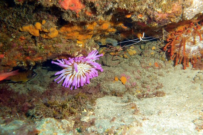 2 Dive Package for PADI Qualified Divers in Gran Canaria - Where You Meet Blue Water Diving and What Happens Before You Hit the Water