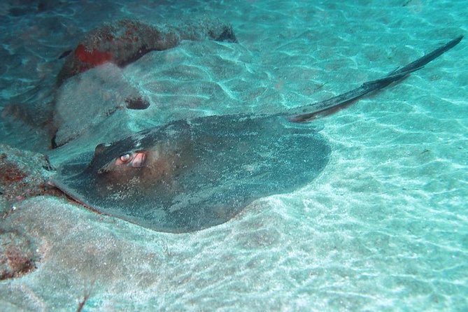 2 Dive Package for Qualified Divers in Gran Canaria - Key Points at a Glance