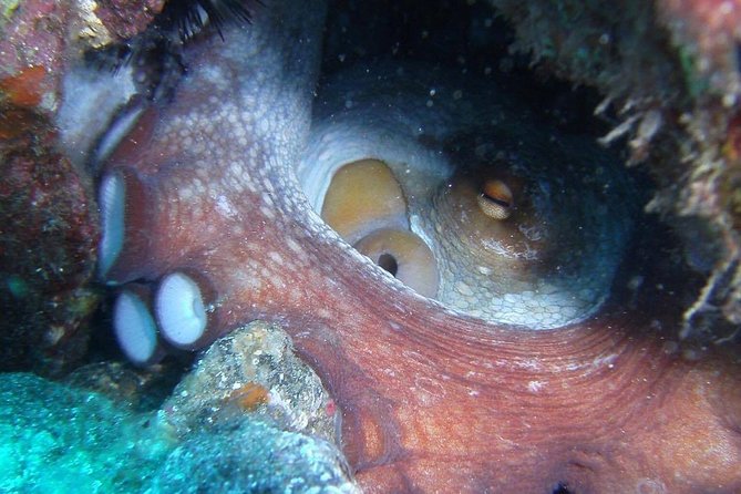 2 Dive Package for Qualified Divers in Gran Canaria - The Underwater Plan: Two Sessions, Real Marine Life, and Practical Guidance