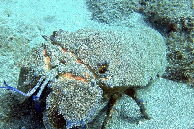 2 Dive Package for Qualified Divers in Gran Canaria - Level, Certification, Age, and Medical Form: Read This Part Carefully
