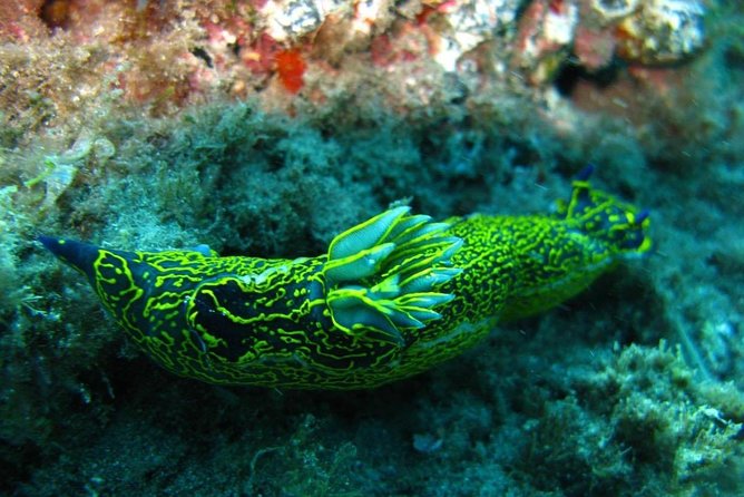 2 Dive Package for Qualified Divers in Gran Canaria - Price and Value: What You’re Paying For at $108.61