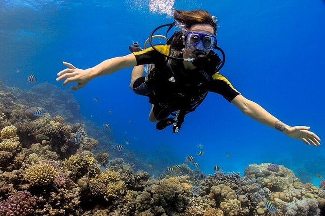 2 Dive Stops Intro Scuba Diving With Lunch & Transfer - Hurghada - Key things I’d watch for before you go