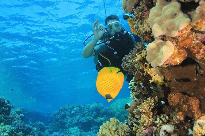 2 Dive Stops Intro Scuba Diving With Lunch & Transfer - Hurghada - First Reef Session: Your First Taste of Red Sea Life