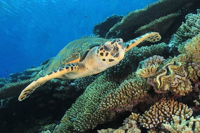 2 Dive Stops Intro Scuba Diving With Lunch & Transfer - Hurghada - What You Should Budget For: Park Fees and Cash Transfers