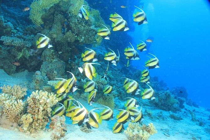2 Dive Stops Intro Scuba Diving With Lunch & Transfer - Hurghada - Training Before You Go In: What the Briefing Really Does