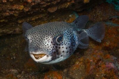 2 Dives, Certified Divers - Tenerife - Key highlights to know before you go