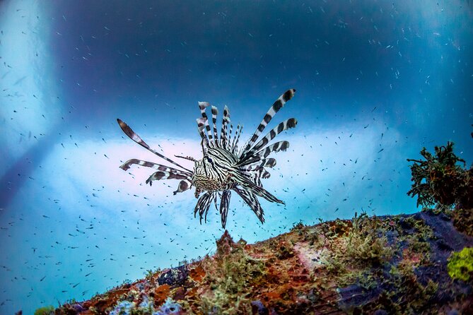 (2 Dives) Discover Scuba Diving Kota Kinabalu - Getting to Jesselton Point and Why Timing Matters