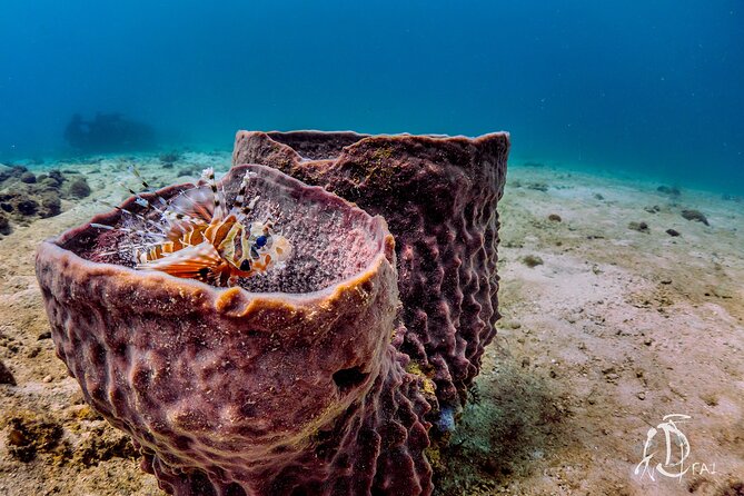 (2 Dives) Discover Scuba Diving Kota Kinabalu - Stop 1 and Stop 2: Sapi Island and the Marine Park Area