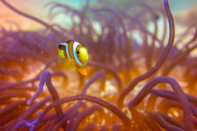 (2 Dives) Discover Scuba Diving Kota Kinabalu - Lunch on Sapi Island: Included, but Manage Your Expectations