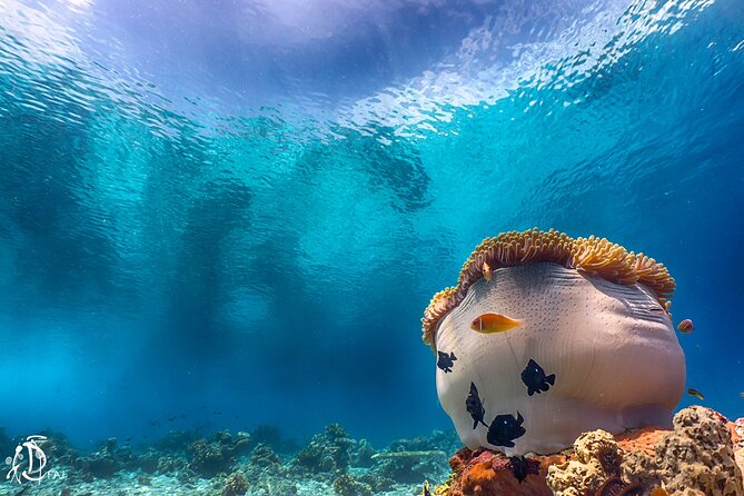 (2 Dives) Discover Scuba Diving Kota Kinabalu - Price and Value: When It Feels Fair (and When It Might Not)