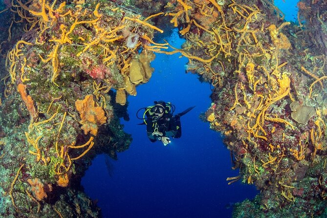 2 dives in Cozumel (for certified divers only) - Cozumel two-tank day: what you’re really paying for