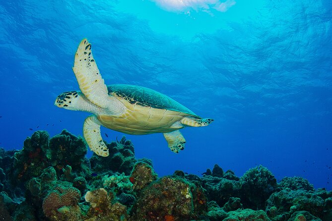 2 dives in Cozumel (for certified divers only) - The main plan around Cozumel’s marine reserve
