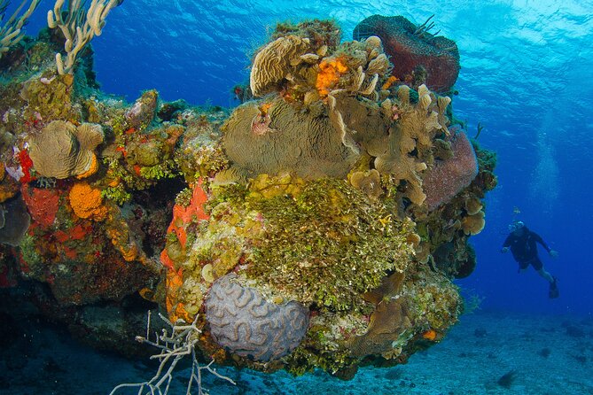 2 dives in Cozumel (for certified divers only) - First underwater session: setting expectations and staying on schedule