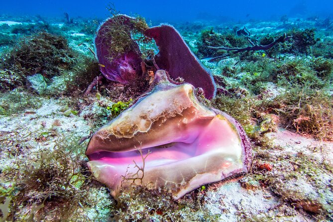 2 dives in Cozumel (for certified divers only) - Second underwater session: what you’re likely to see and how to handle conditions