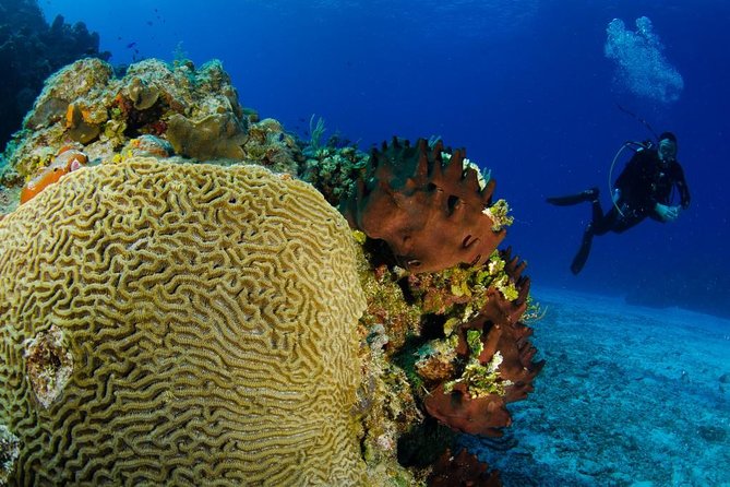 2 dives in Cozumel (for certified divers only) - Where you meet and how you get to the water