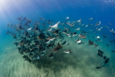 2 Dives in the Cabo Marine Park - Your Underwater Stops: Land’s End, Pelican Rock, Neptune’s Finger