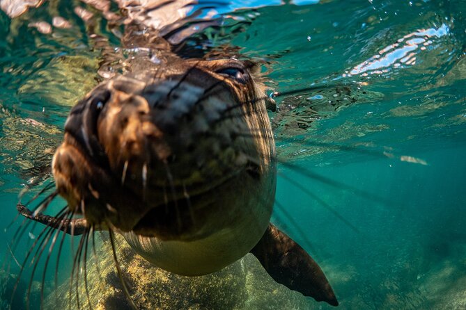 2 Dives in the Cabo Marine Park - Safety and Guide Style That Keeps You Relaxed