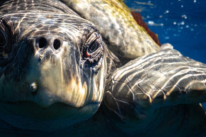 2 Dives in the Cabo Marine Park - What You Eat and Drink (and Why It Matters Mid-Trip)