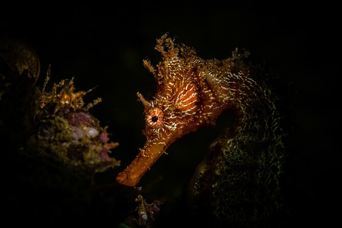 2 Dives in the Cabo Marine Park - Sustainability That Isn’t Just a Slogan