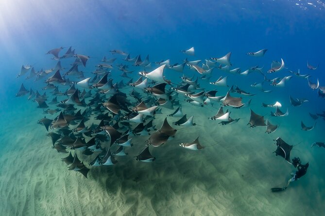 2 Dives in the Cabo Marine Park - Your Underwater Stops: Land’s End, Pelican Rock, Neptune’s Finger