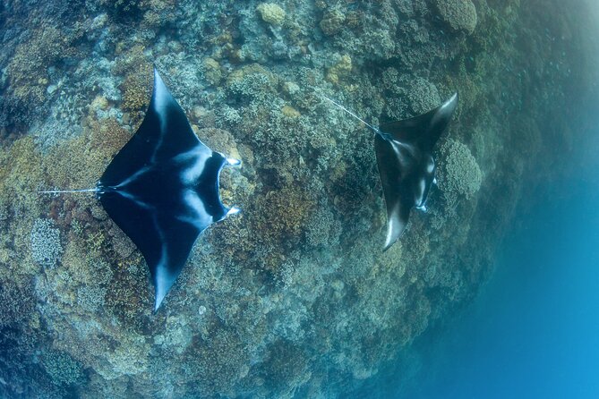 2 Dives in the morning for certified divers in Bora Bora - Key things to know before you book